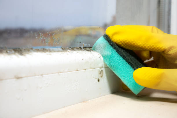 Best Black Mold Removal  in Douglasville, GA